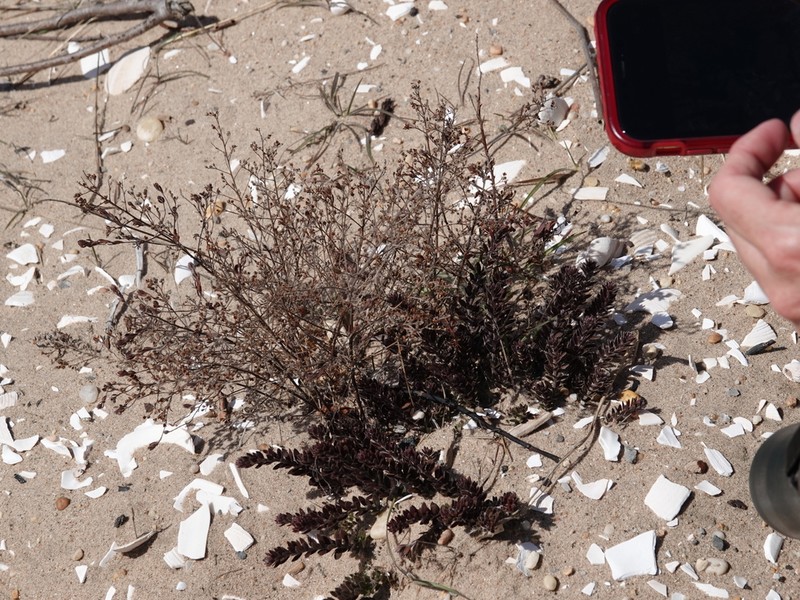Beach Pinweed photo 5