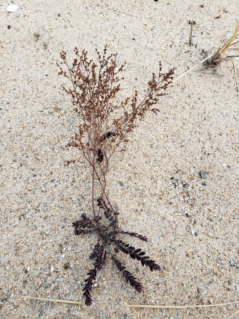 Beach Pinweed photo 6