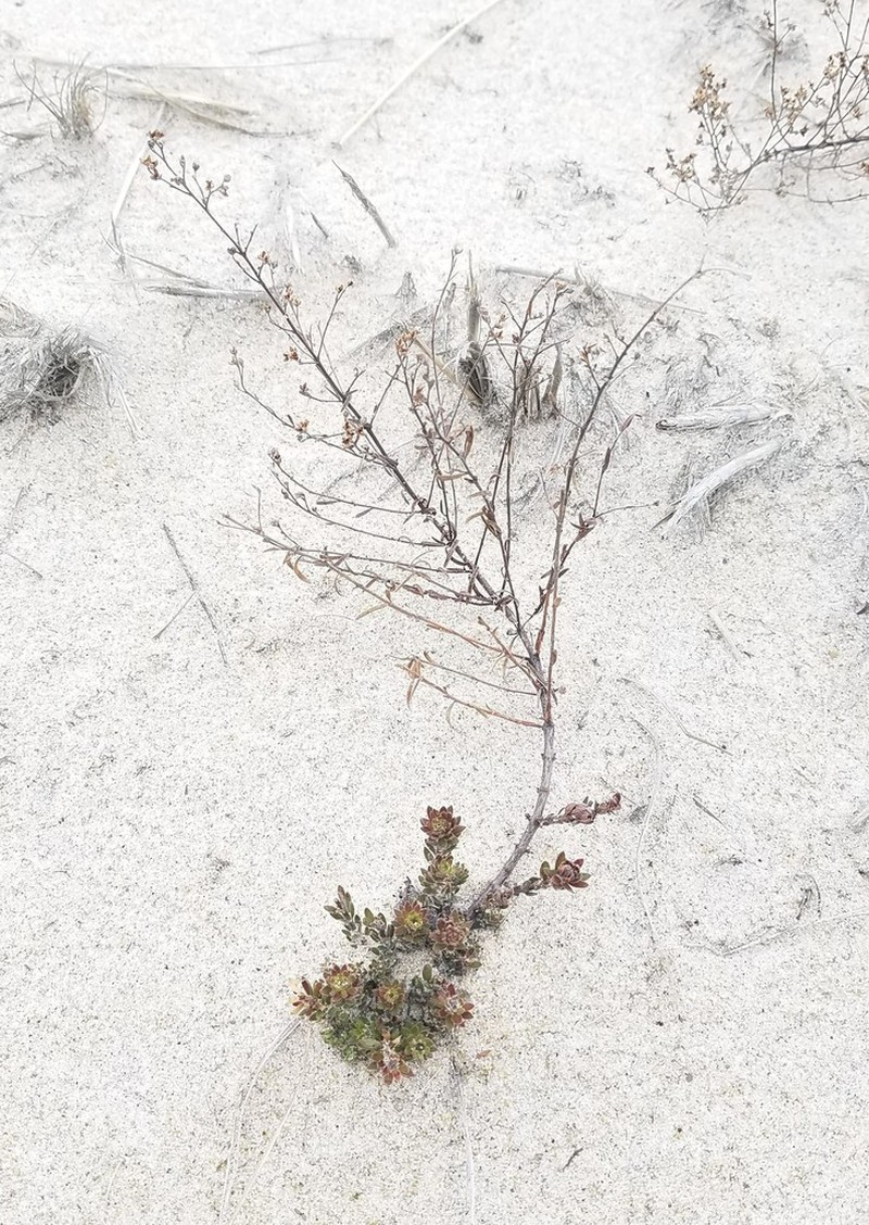 Beach Pinweed photo 7