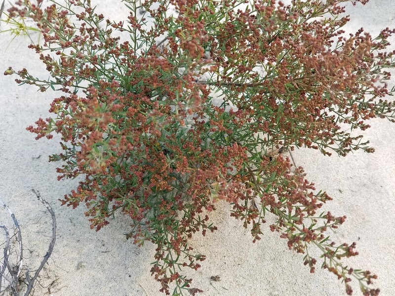 Beach Pinweed photo 8