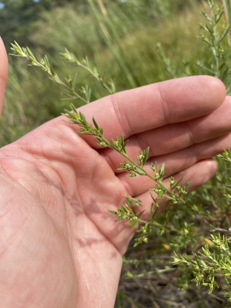 Lechea maritima var. maritima