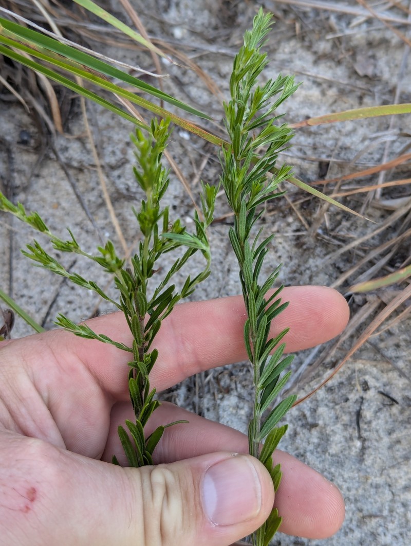 Lechea maritima var. maritima photo 2