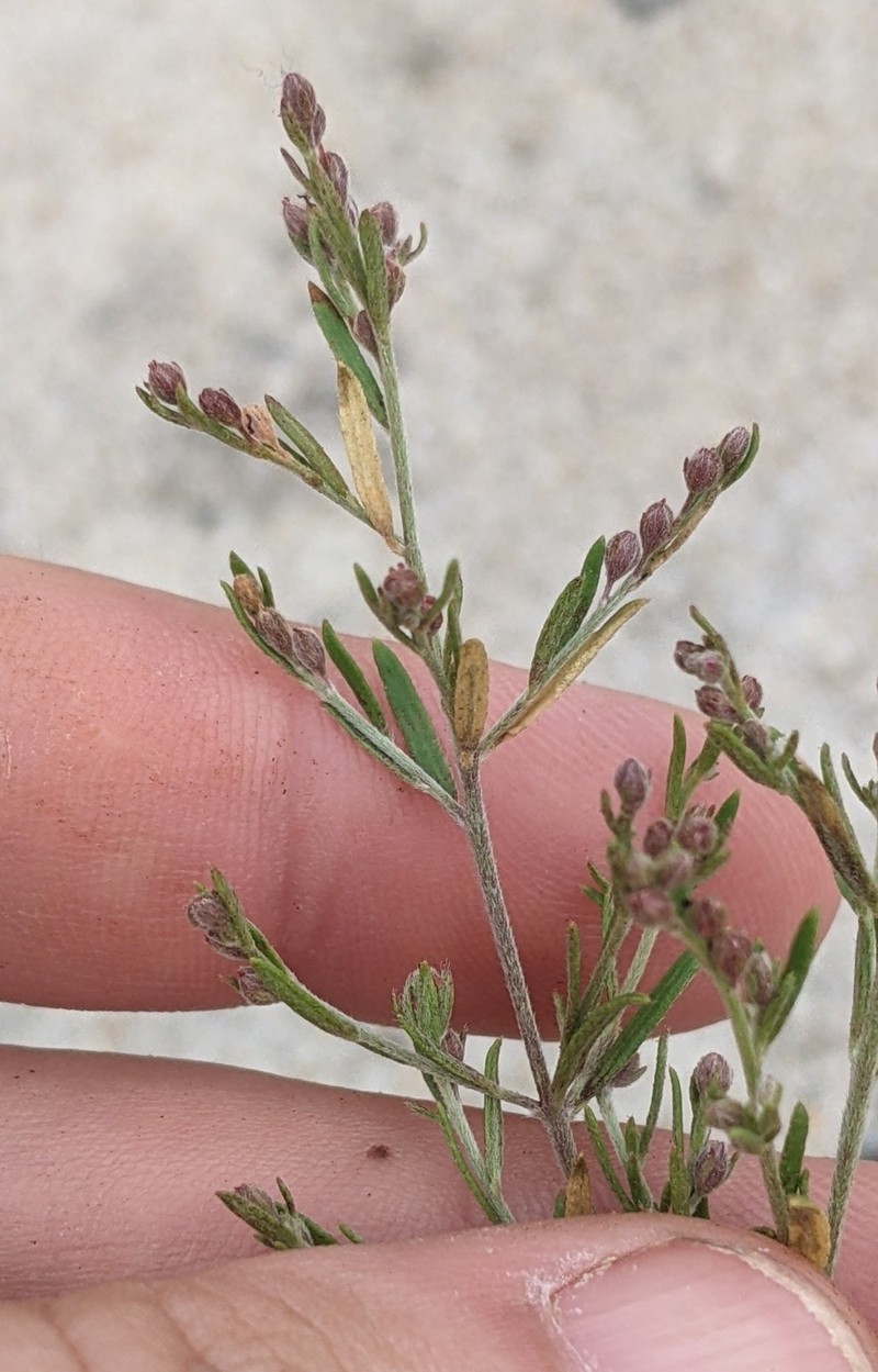 Lechea maritima var. maritima photo 3