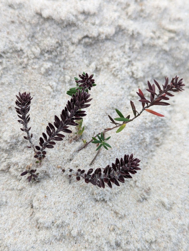 Lechea maritima var. maritima photo 5