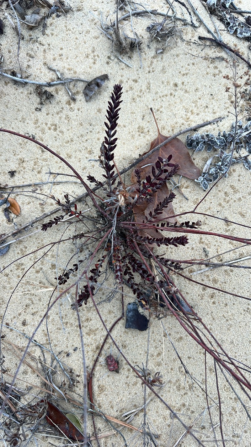 Lechea maritima var. virginica