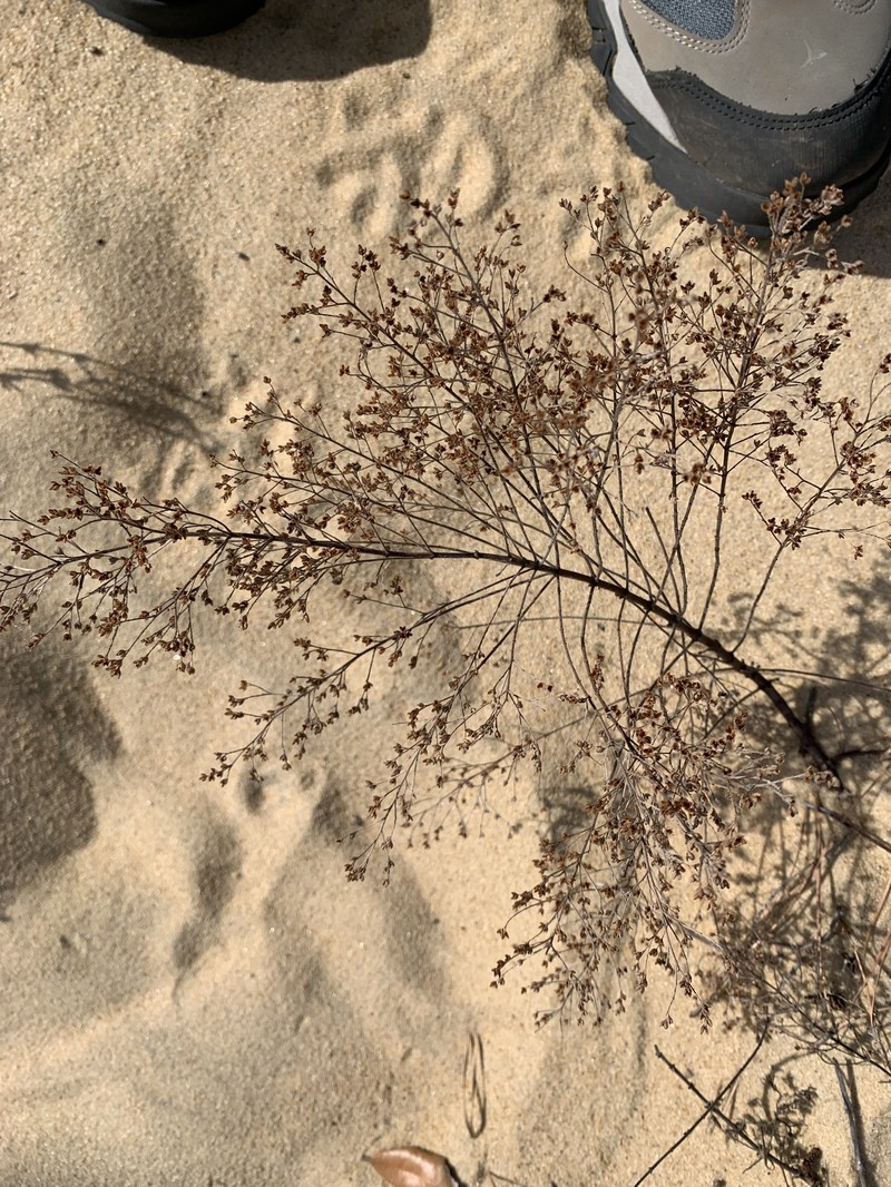 Lechea maritima var. virginica photo 3