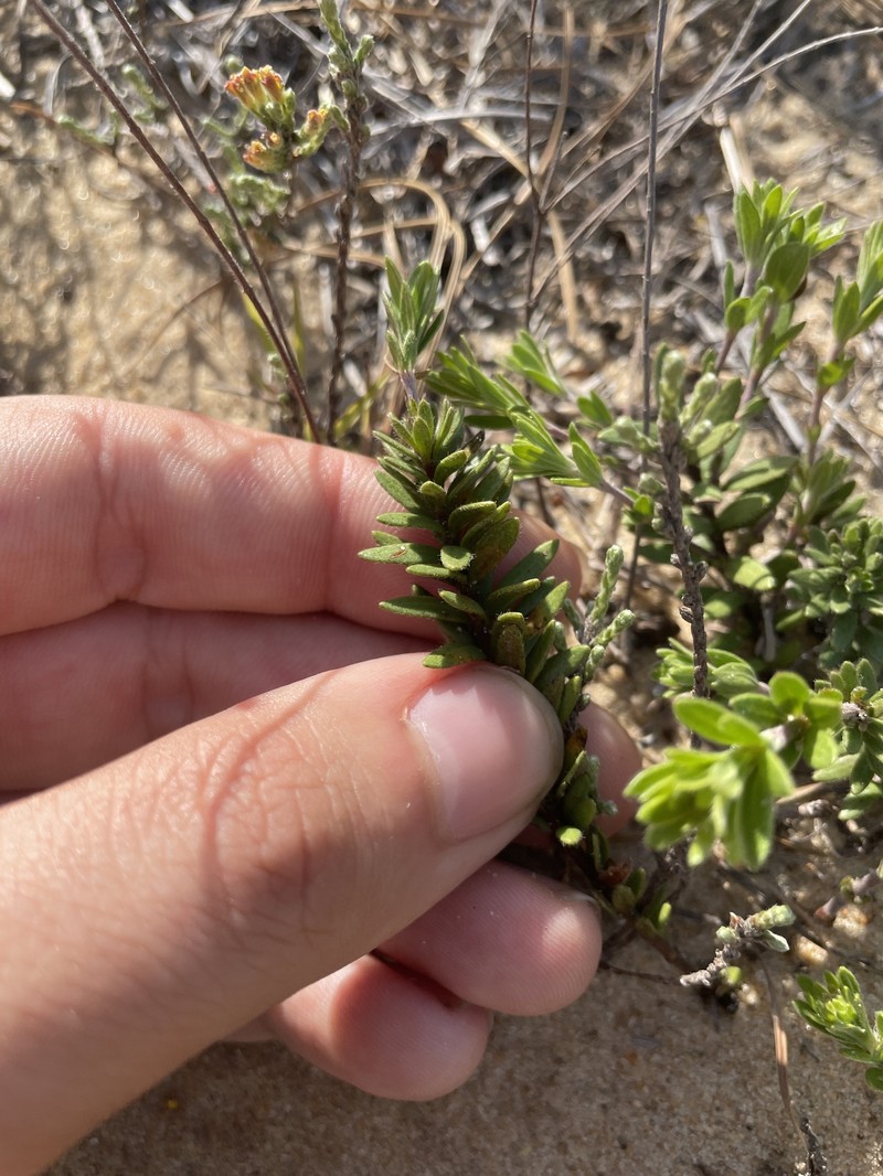 Lechea maritima var. virginica photo 4