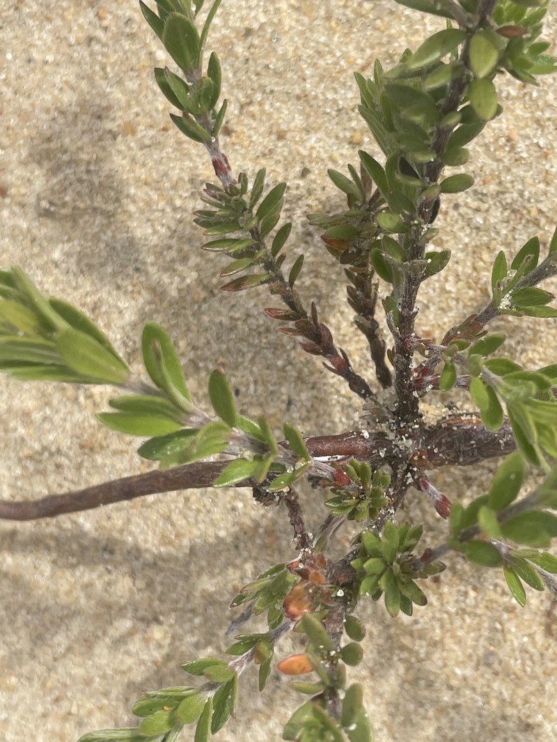 Lechea maritima var. virginica photo 6