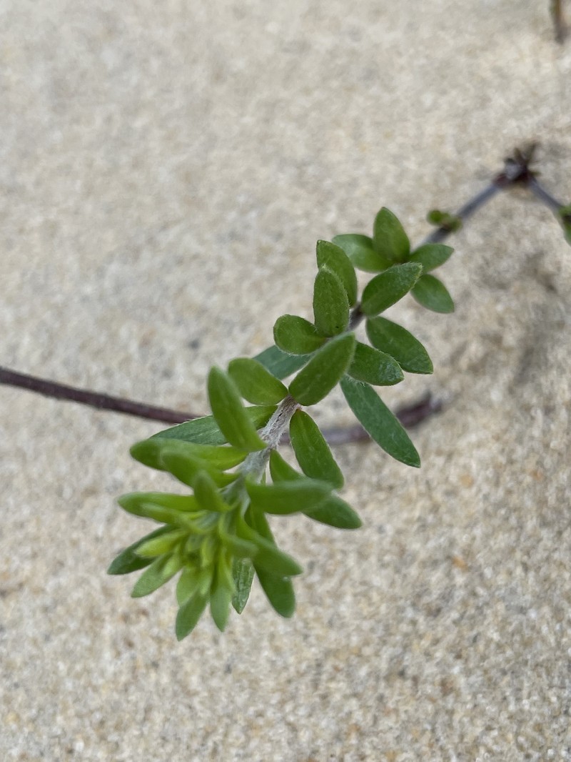 Lechea maritima var. virginica photo 8