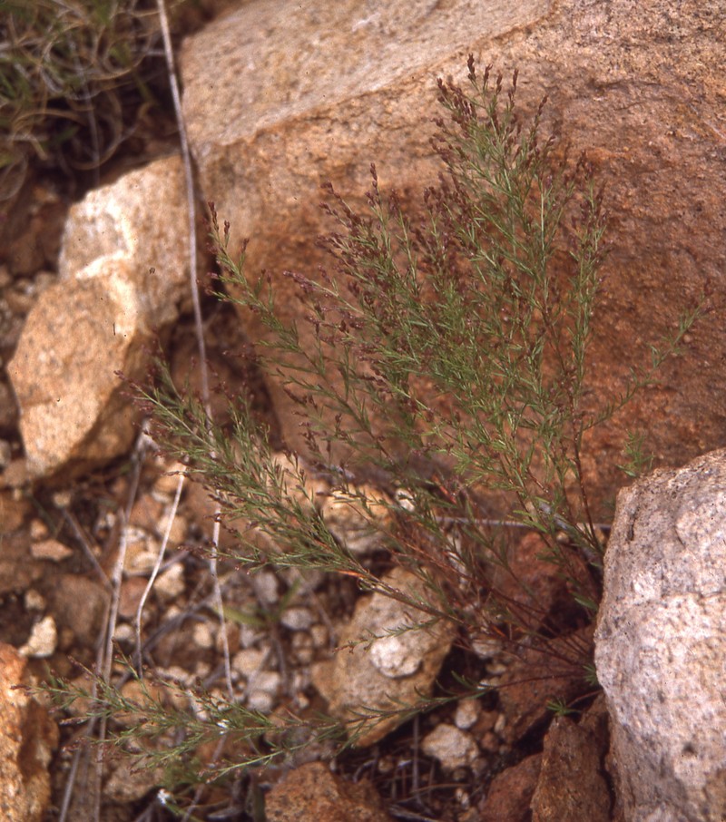 Chisos Mountain Pinweed photo 2