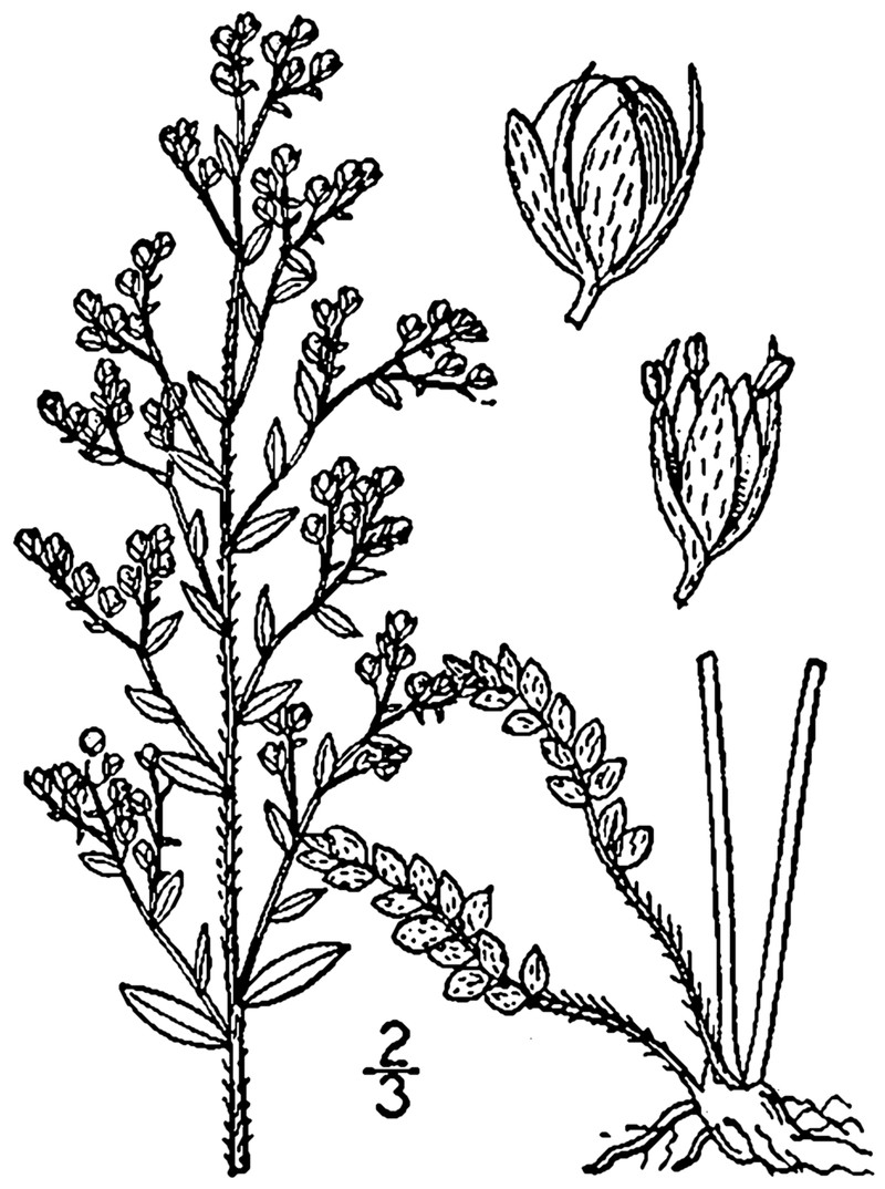 Thymeleaf Pinweed