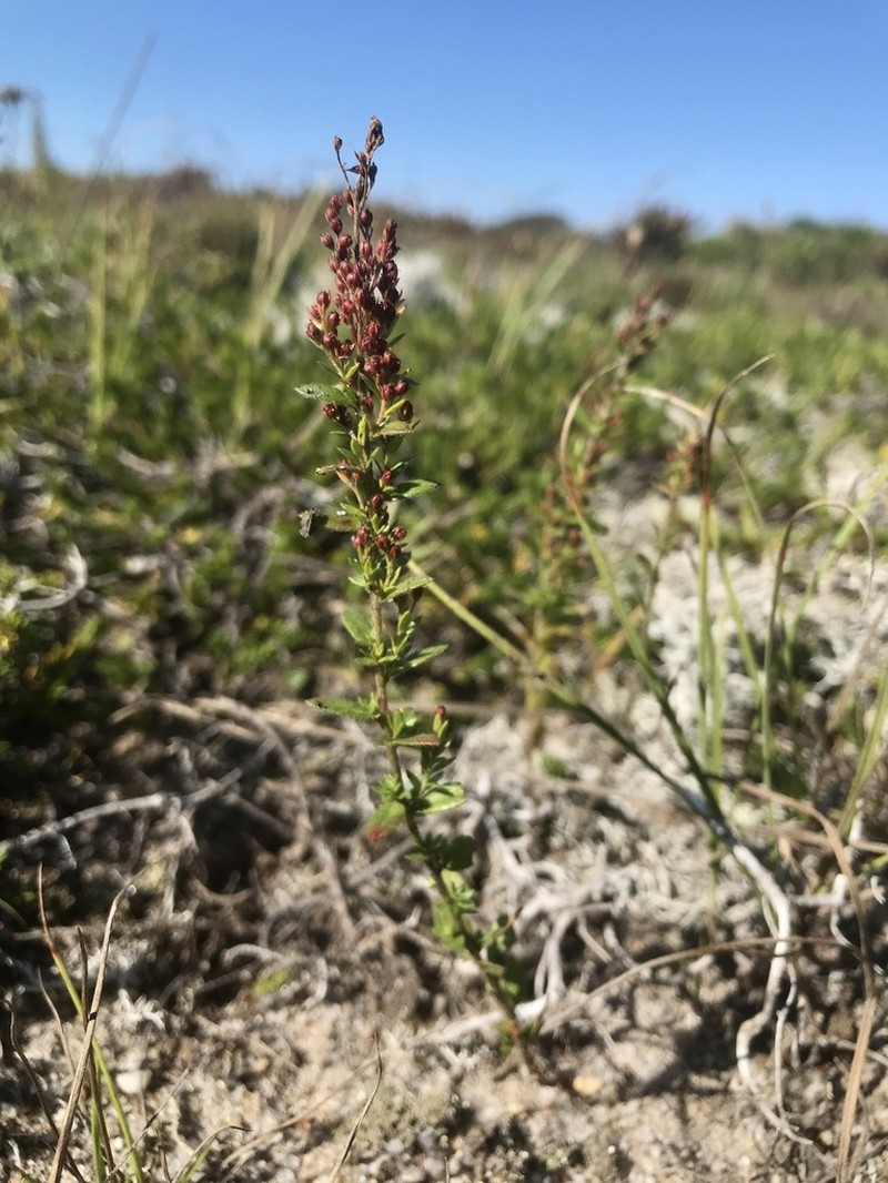 Thymeleaf Pinweed