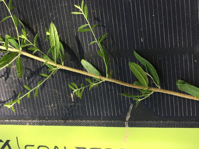 Thymeleaf Pinweed photo 2