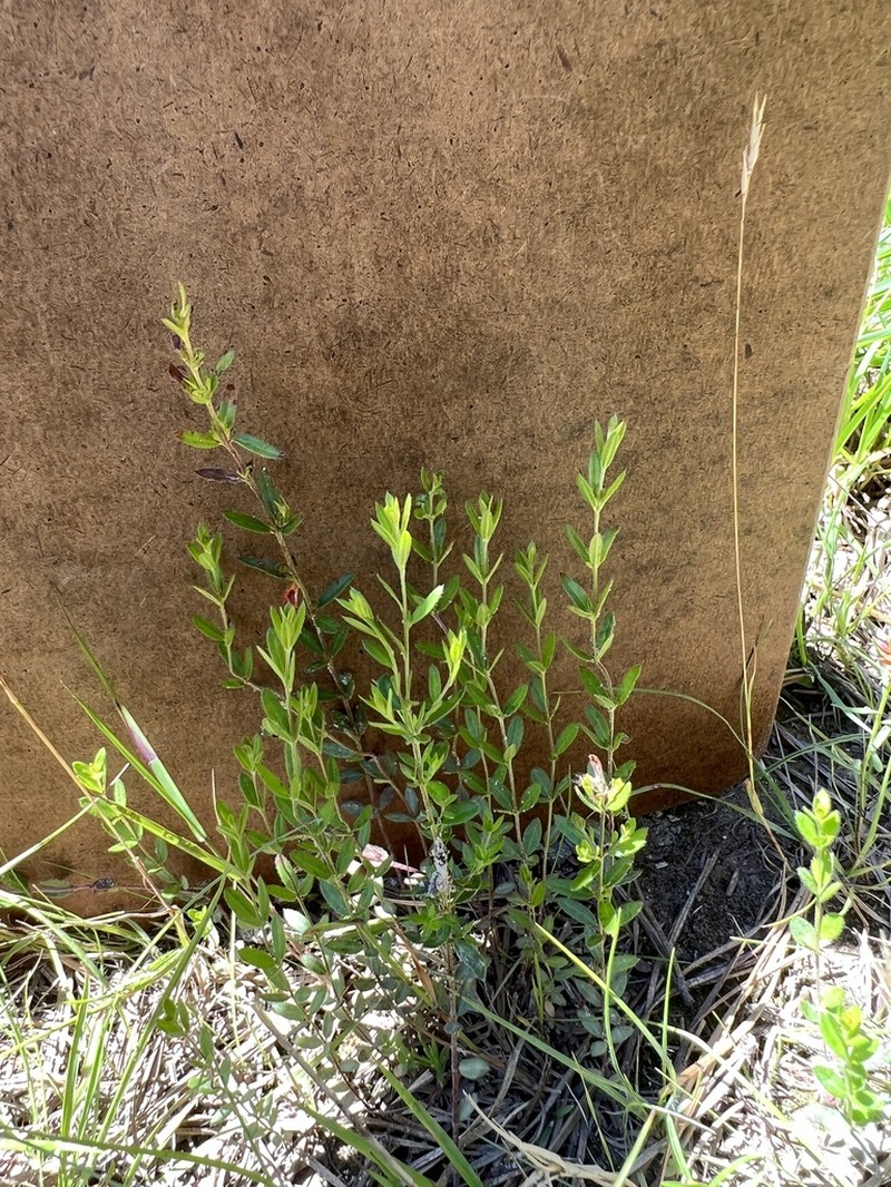 Thymeleaf Pinweed photo 3