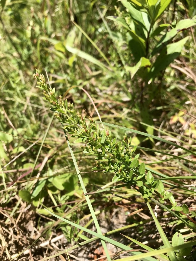 Thymeleaf Pinweed photo 4