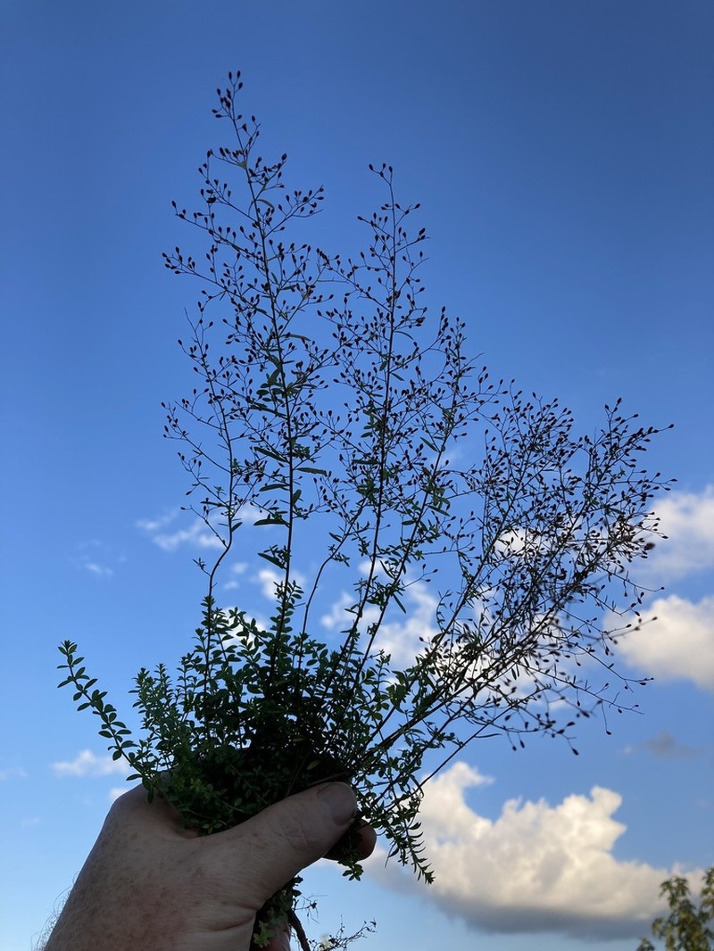 Thymeleaf Pinweed photo 5