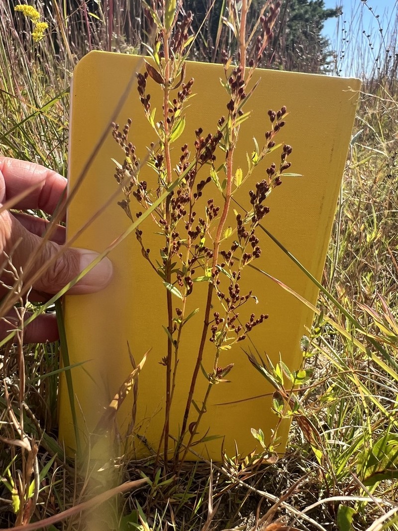 Thymeleaf Pinweed photo 6