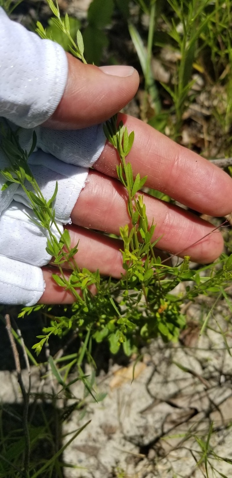 Thymeleaf Pinweed photo 7