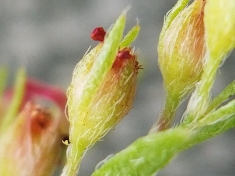 Thymeleaf Pinweed photo 8