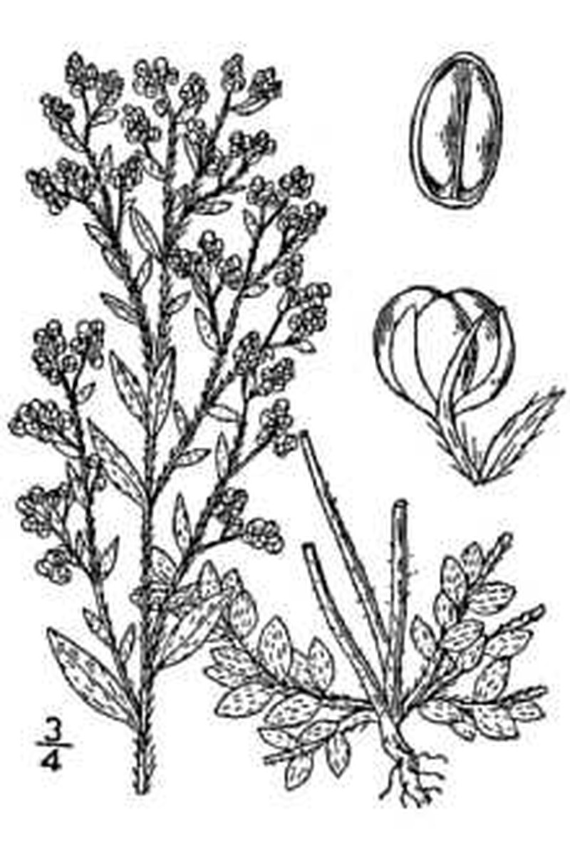 Hairy Pinweed