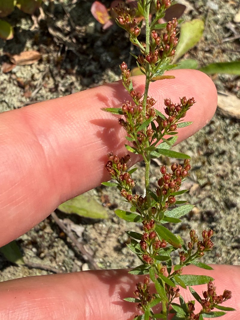 Hairy Pinweed