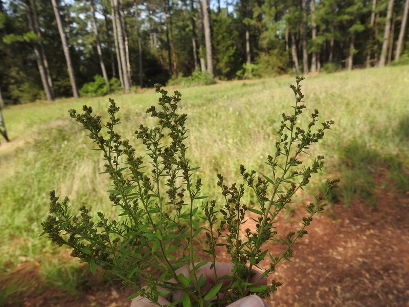 Hairy Pinweed photo 2