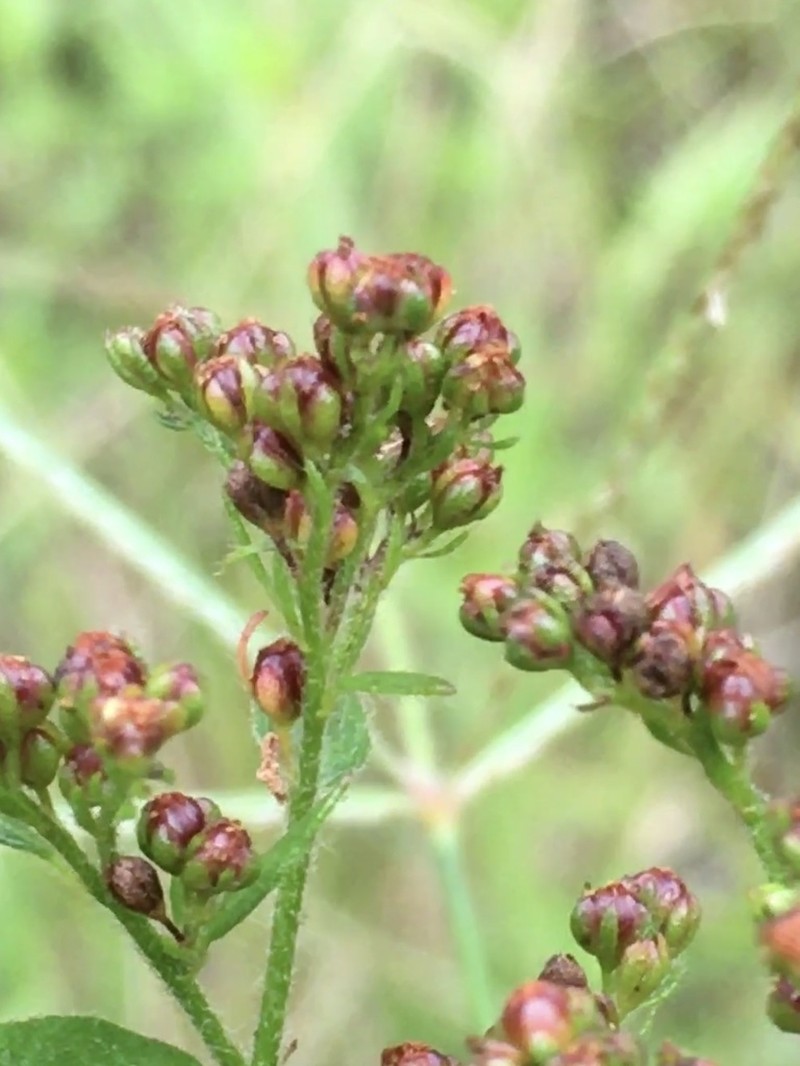 Hairy Pinweed photo 3