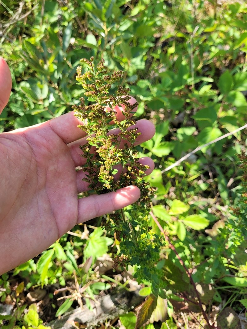 Hairy Pinweed photo 4