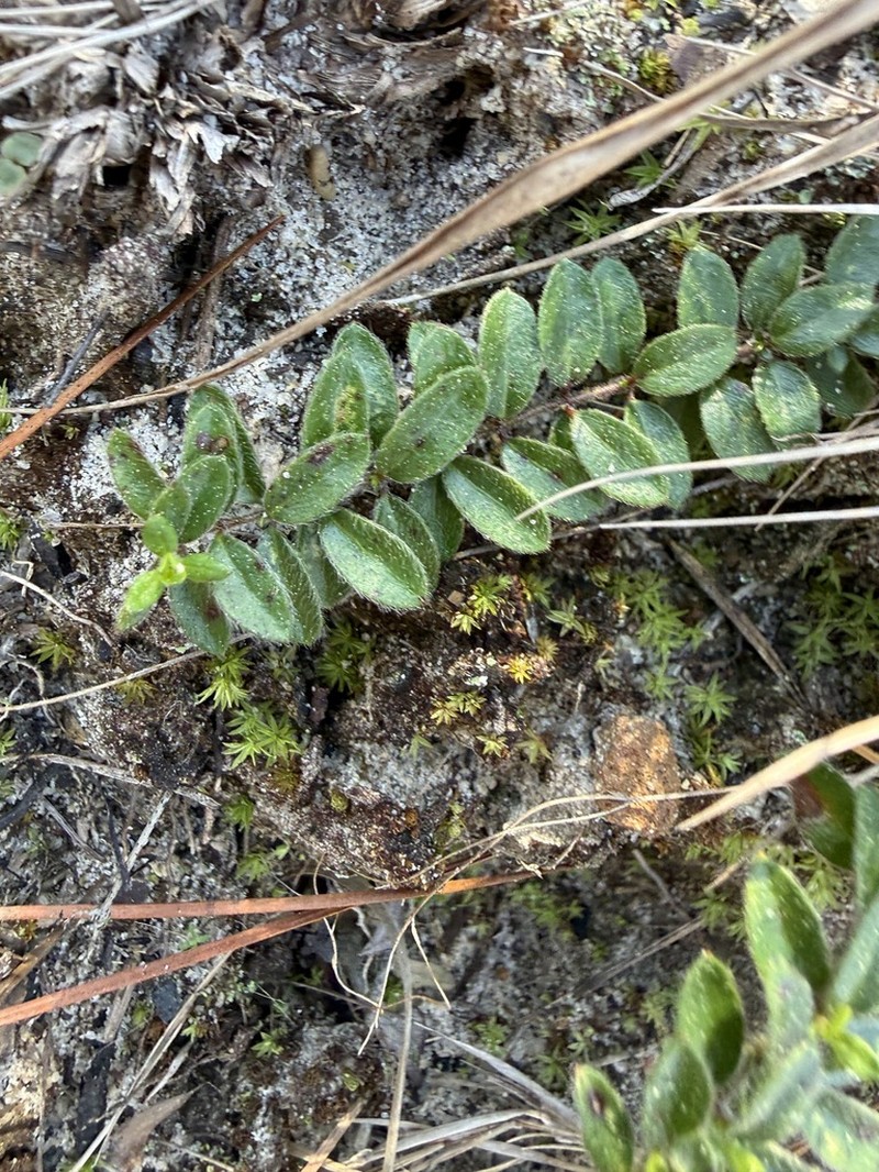 Hairy Pinweed photo 5
