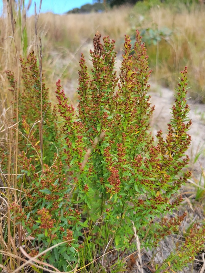 Hairy Pinweed photo 6