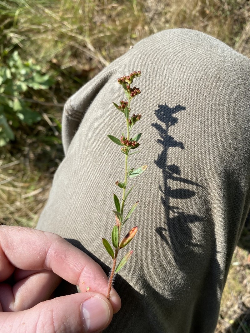 Hairy Pinweed photo 7