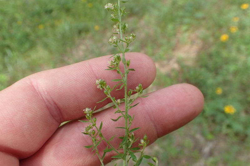 Hairy Pinweed photo 8