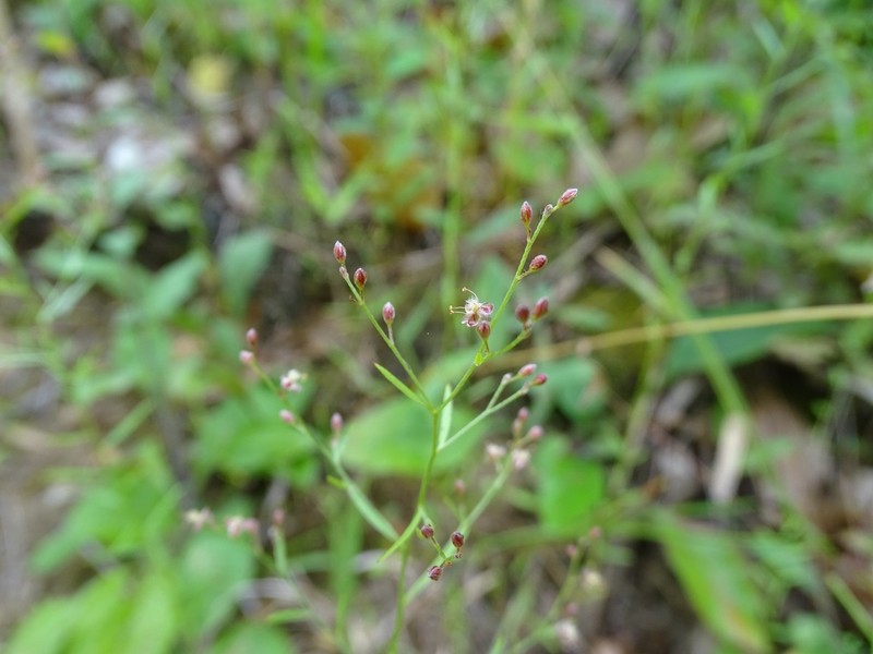 Leggett's Pinweed photo 2