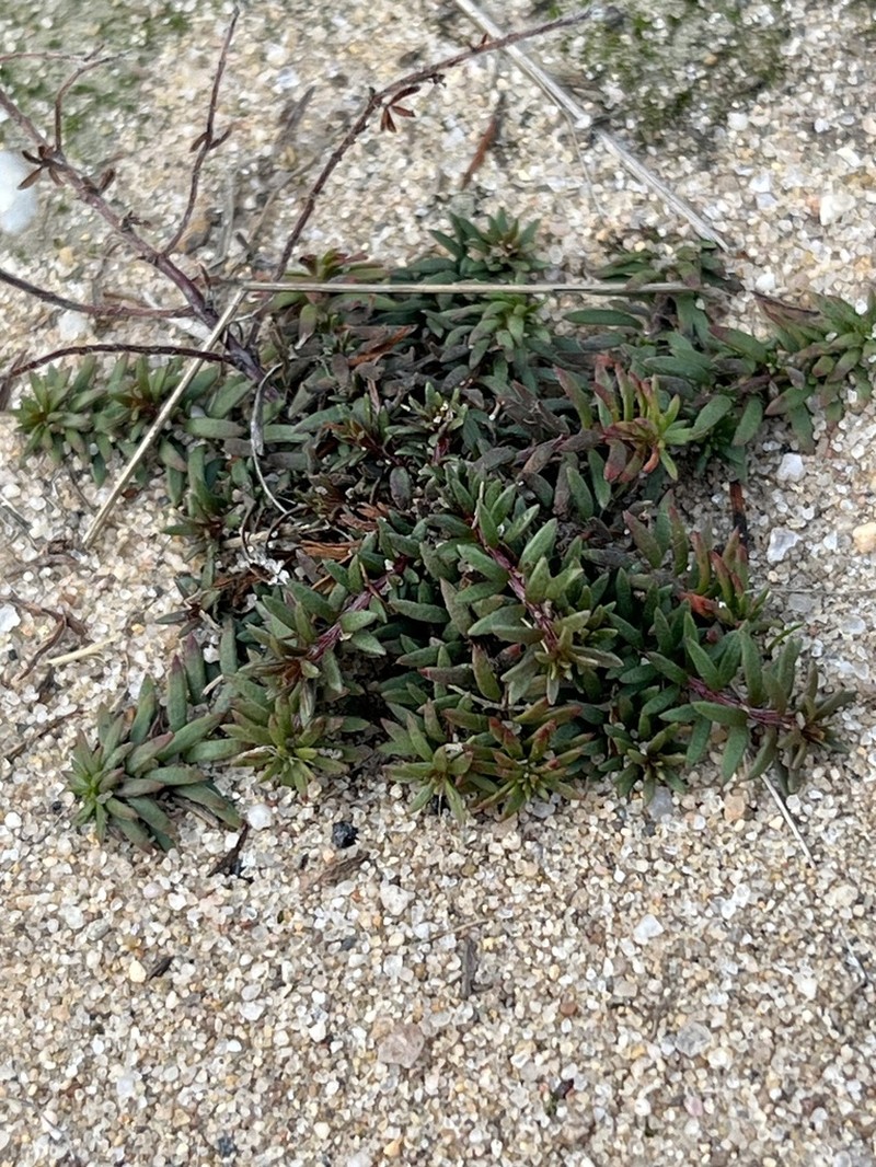 Leggett's Pinweed photo 3