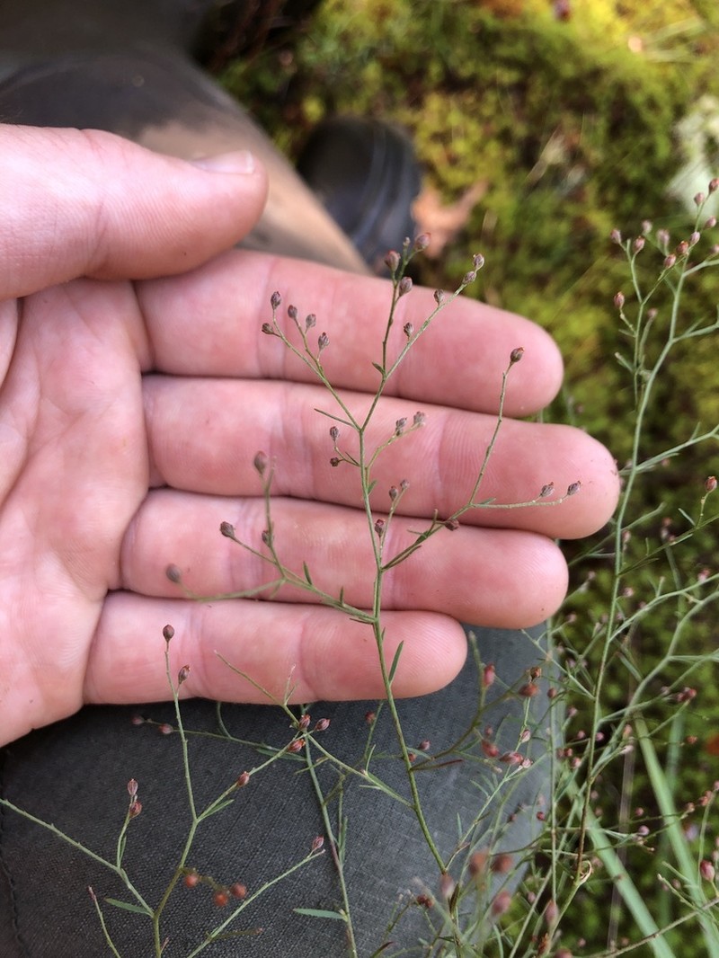 Leggett's Pinweed photo 4
