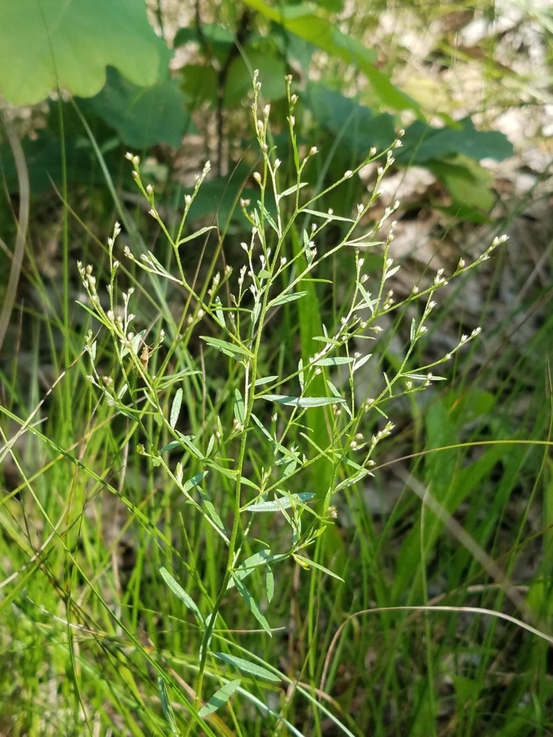 Leggett's Pinweed photo 5