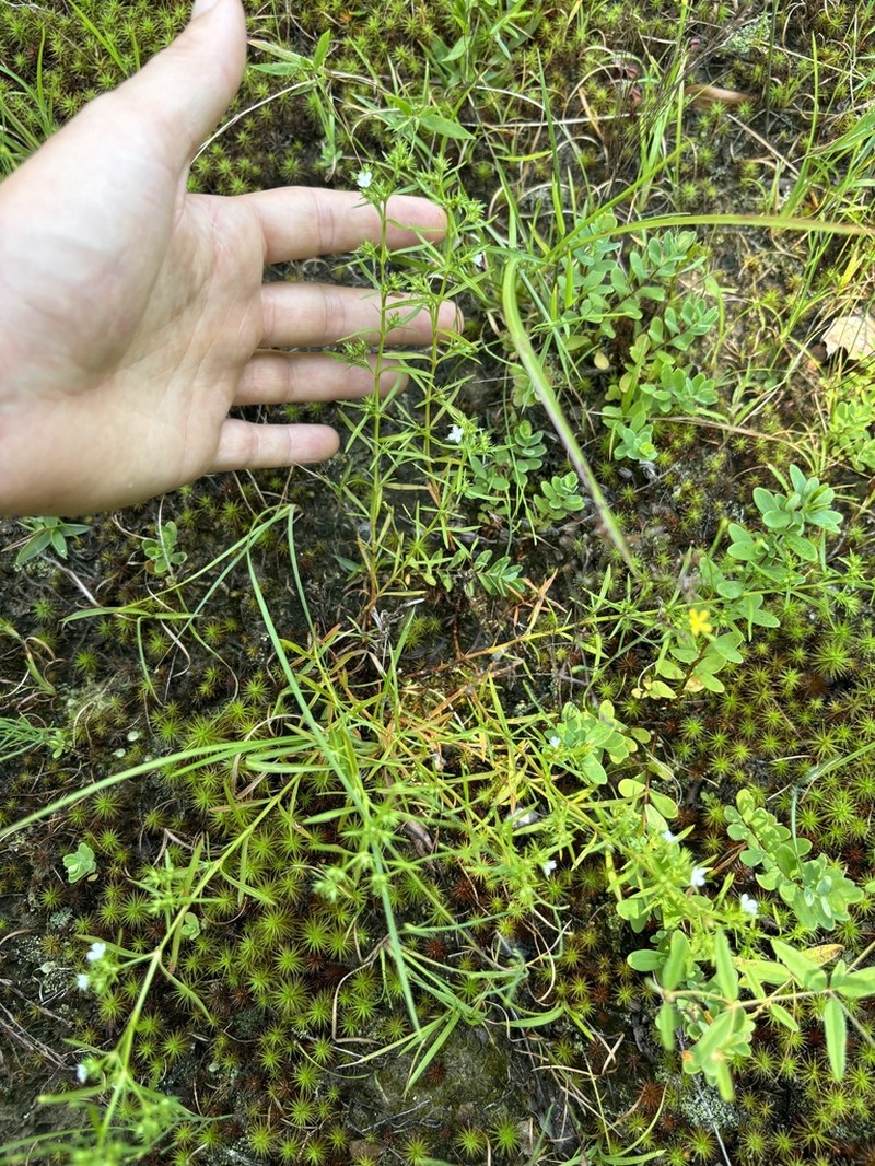 Leggett's Pinweed photo 6