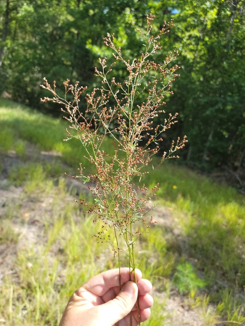 Leggett's Pinweed photo 7