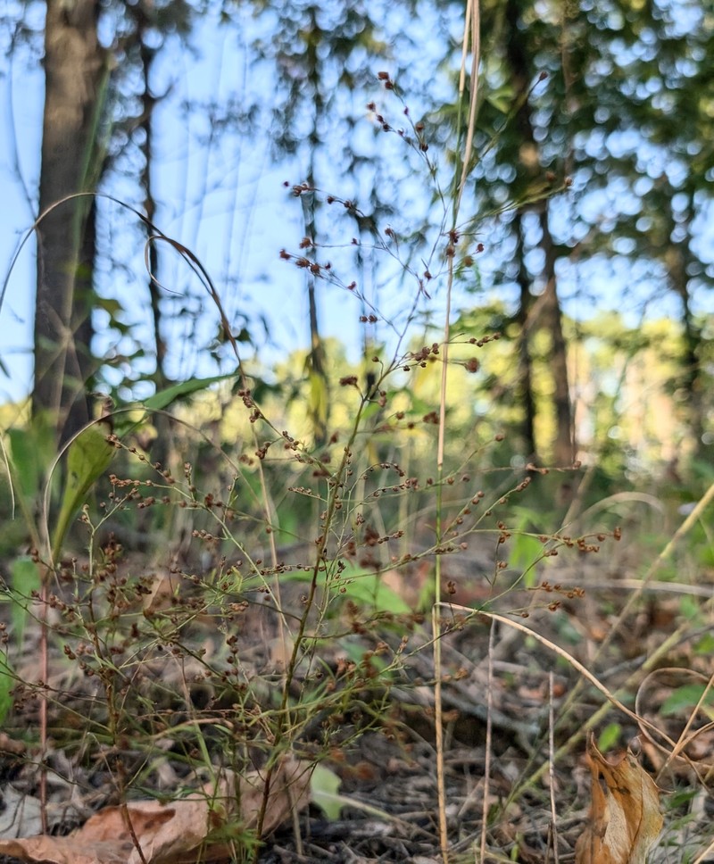 Lechea pulchella var. moniliformis