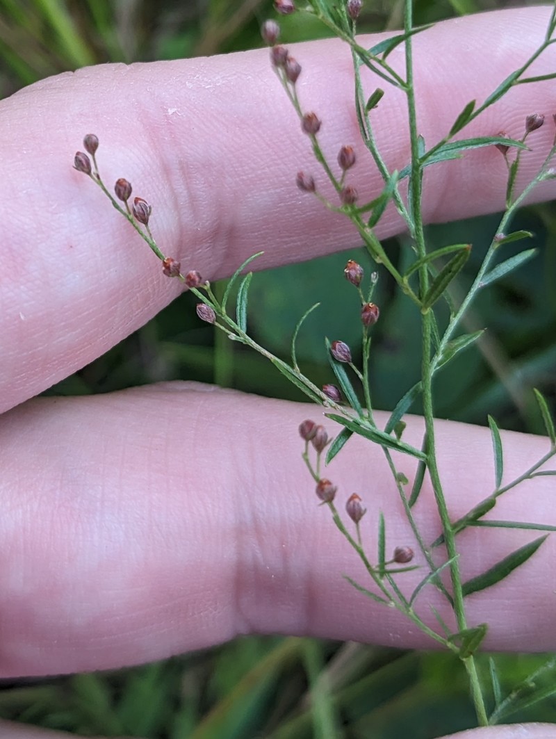 Lechea pulchella var. moniliformis photo 2