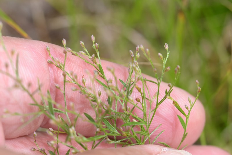 Lechea pulchella var. moniliformis photo 3