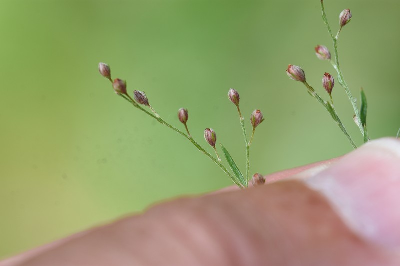 Lechea pulchella var. moniliformis photo 4