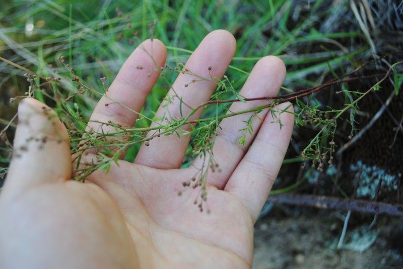 Lechea pulchella var. moniliformis photo 5