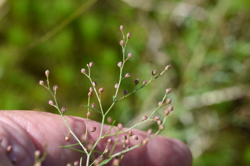 Lechea pulchella var. moniliformis photo 6