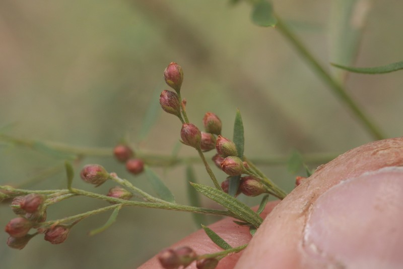 Lechea pulchella var. pulchella photo 4