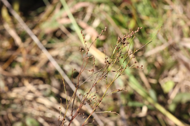 Lechea pulchella var. pulchella