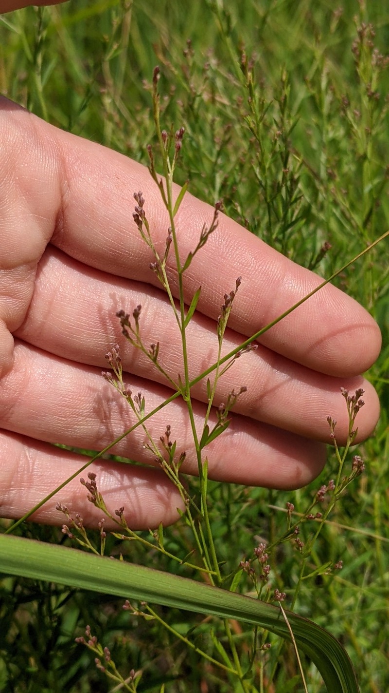 Lechea pulchella var. pulchella photo 2
