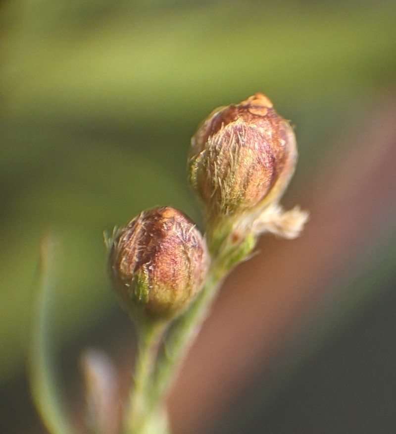 Lechea pulchella var. pulchella photo 3