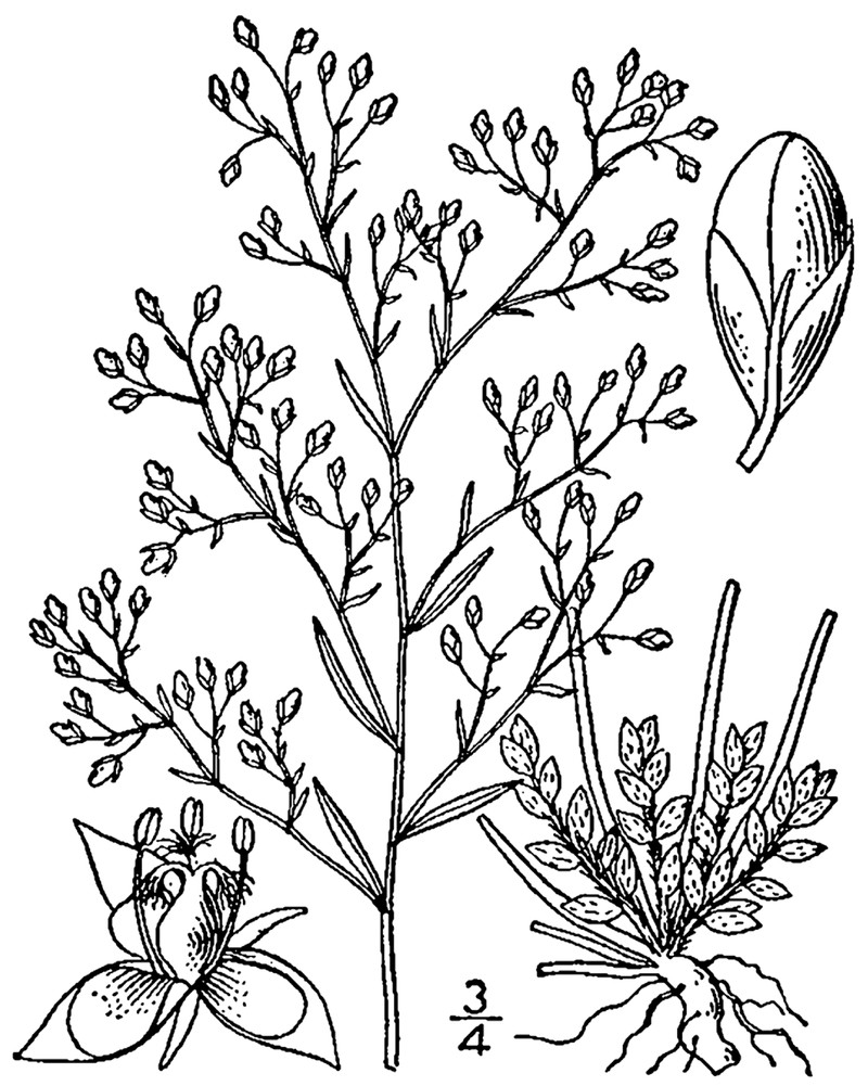 Illinois Pinweed