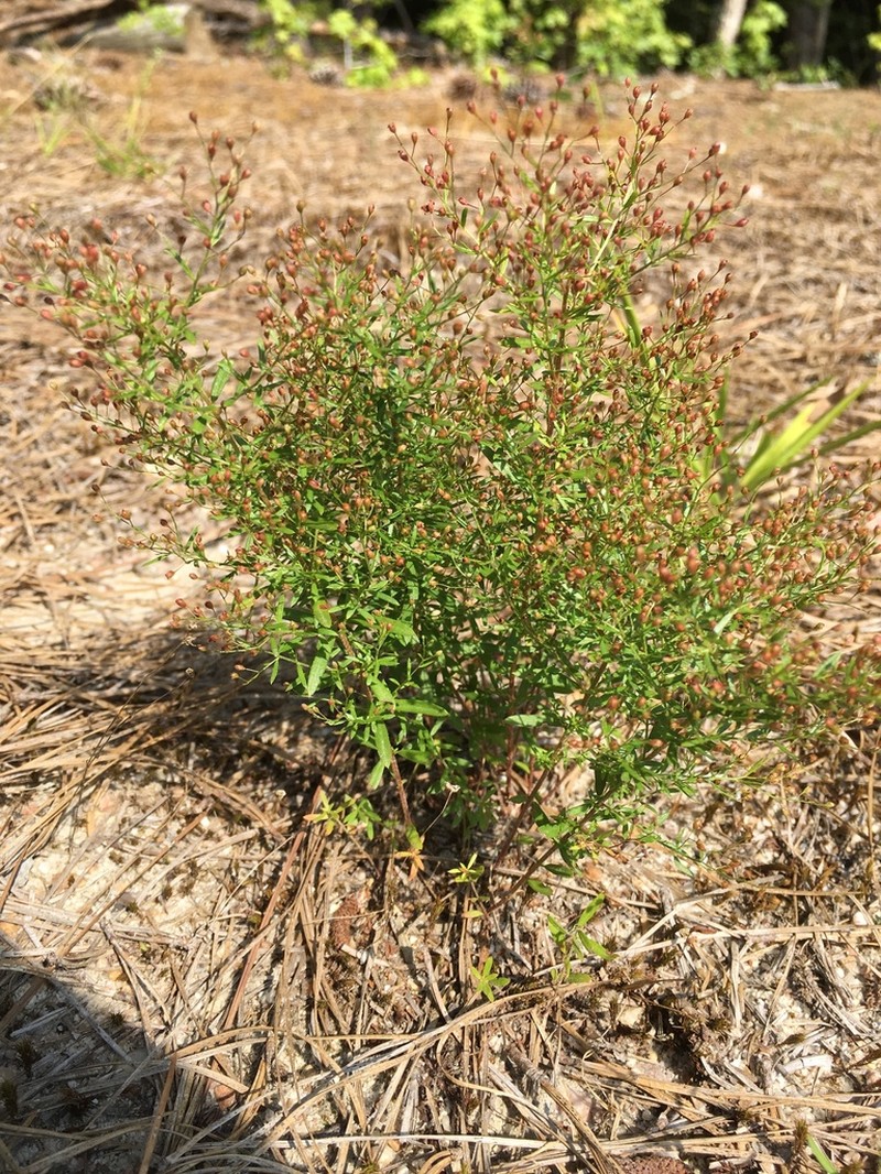 Illinois Pinweed